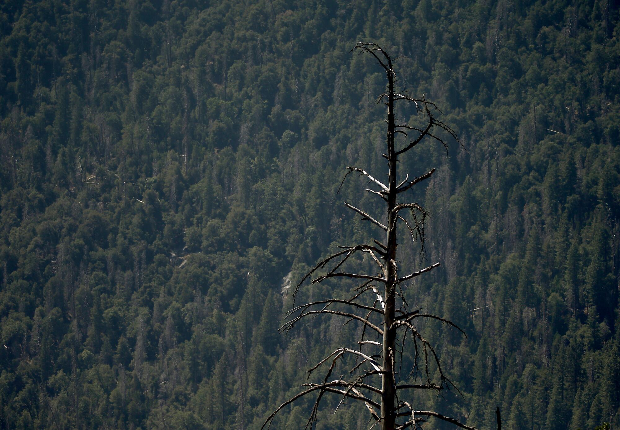 A lone burned tree standing naked against a backdrop of live evergreens in the distance