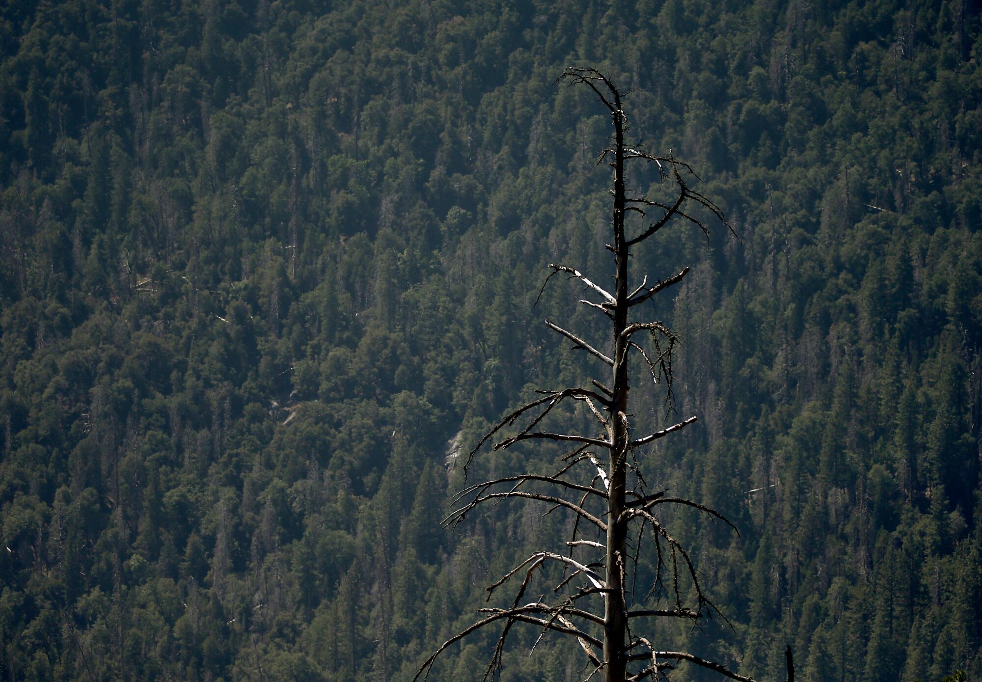 A lone burned tree standing naked against a backdrop of live evergreens in the distance