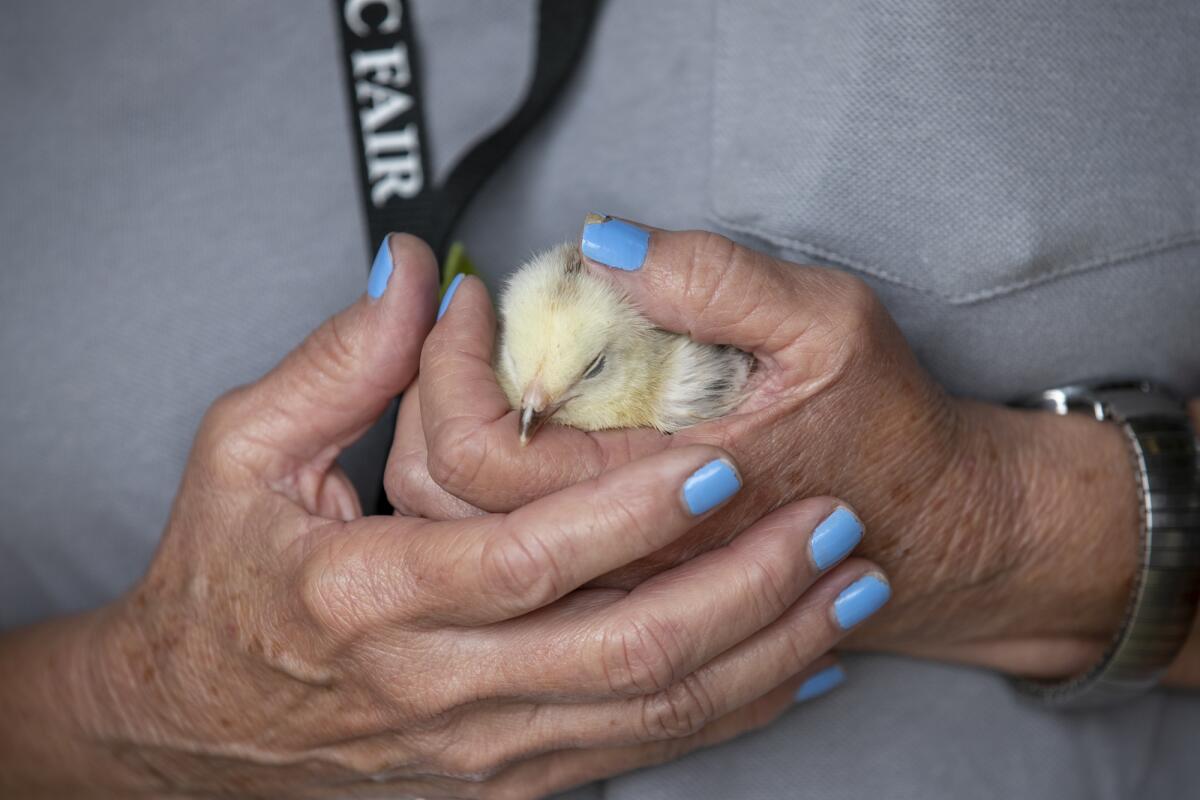 Centennial Farm volunteer docent holds a newborn chick Thursday during Discovery Day.