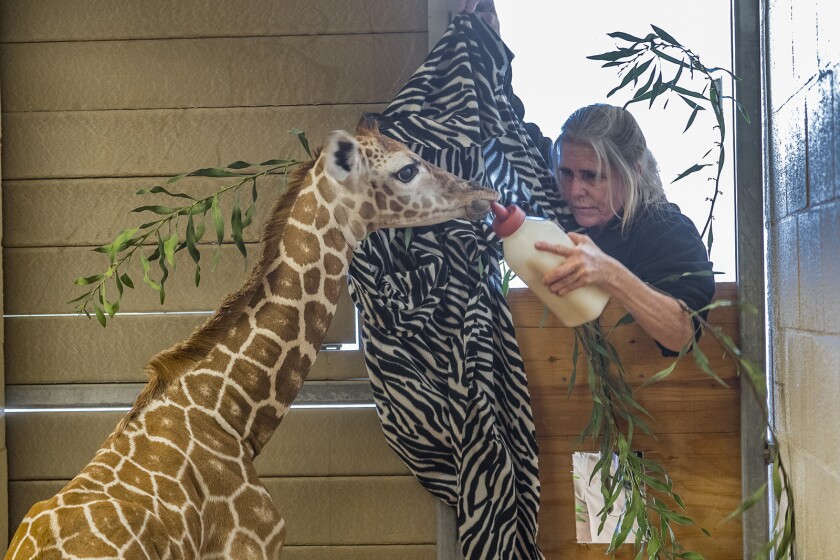 An animal keeper feeds a young giraffe in “The Zoo: San Diego.”