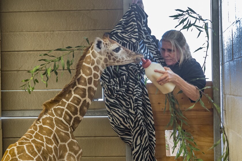 The Zoo San Diego Shines The Spotlight On Conservation Not Captivity Los Angeles Times
