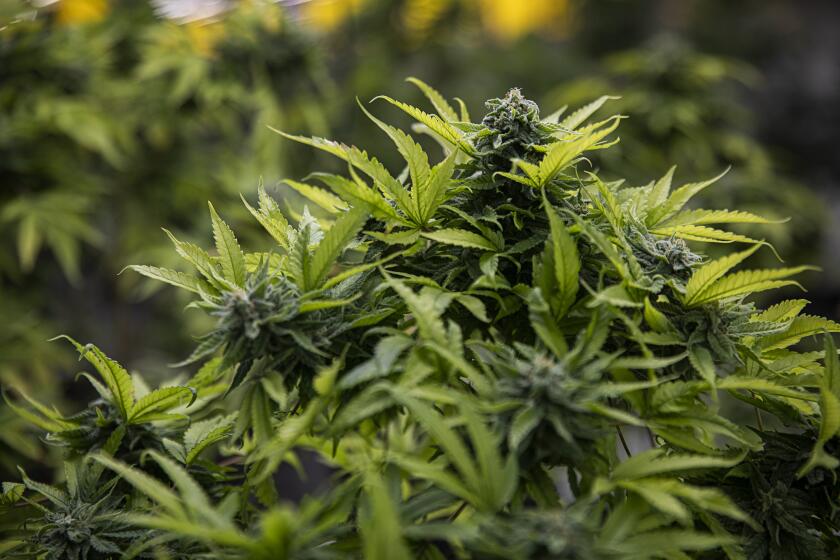 A marijuana plant grows in an indoor greenhouse owned by Wisan Potprasat, on September 25, 2022 in Kanchanaburi, Thailand. On June 9, 2022 Thailand became the first country in Southeast Asia to legally allow use of marijuana for recreational use, when the government officially decriminalized marijuana cultivation and possession. Subsequently marijuana dispensaries have begun to appear throughout Bangkok with vendors selling imported and thai strains as medicinal and recreational products. Over 300 licenses to grow cannabis throughout the country have been awarded to local growers hoping to break into the burgeoning market. Photo by Lauren DeCicca for The LA Times
