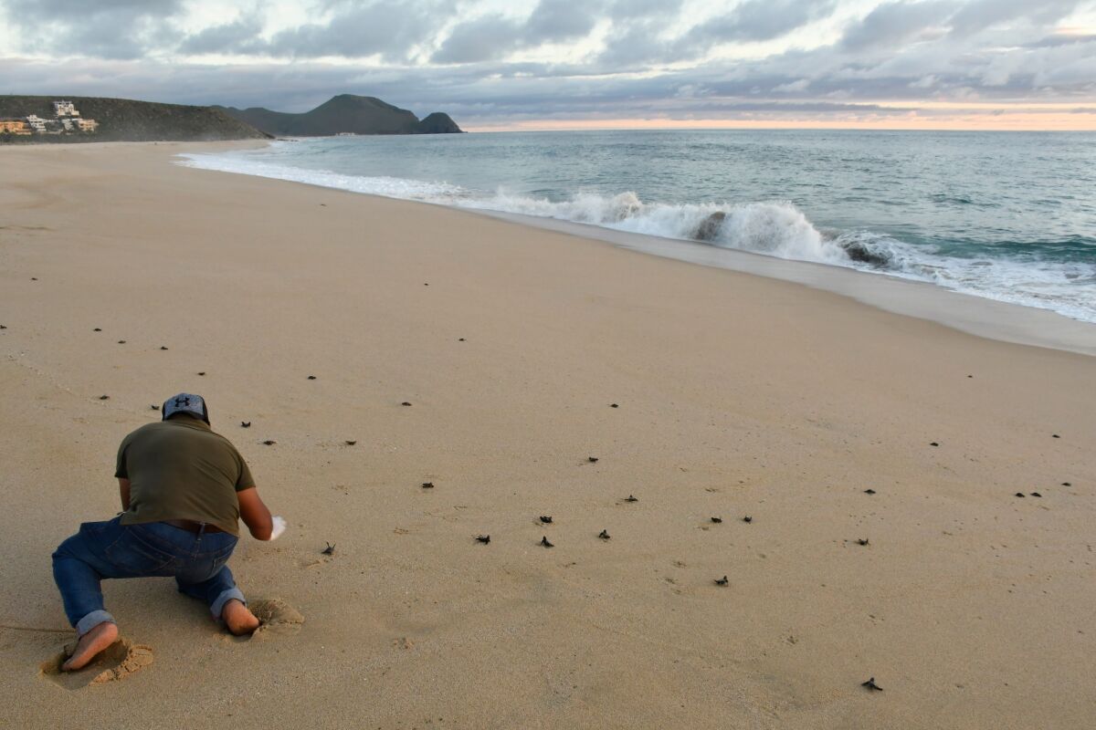 A volunteer releases a hatchling sea turtle on the beach in Todos Santos, Mexico.