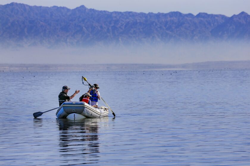 Two people collect sample of sediments from lake bottom to study effects of runoff from farms into Salton Sea.