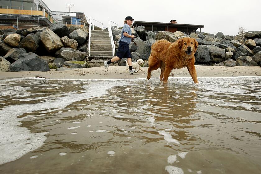 MALIBU-CA-MARCH 19, 2013: Malibu resident Scott Bentley runs along Broad Beach with his dogs at low tide on Tuesday, March 19, 2013. Over several decades that beach has eroded to a dangerous degree. To protect their properties, residents have piled sandbags and, more recently, built an emergency rock wall to hold back the tides. (Christina House / Los Angeles Times)