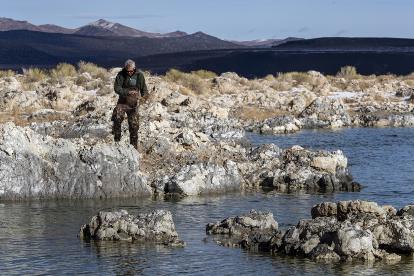 Bartshe Miller gathers invasive fivehorn smotherweed at Mono Lake