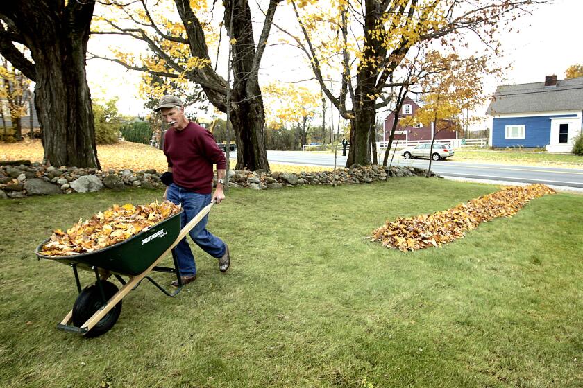 Robert Rowllins of Salisbury, N.H., finishes up a four-hour session of raking leaves out front of his Salisbury, N.H. home, Thursday, Oct. 29, 2009. (AP Photo/Cheryl Senter)