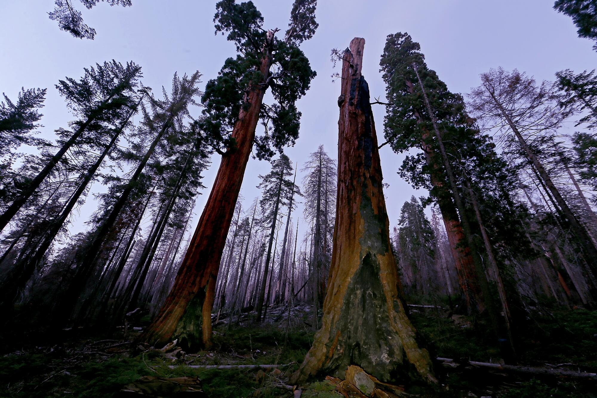 A stand of large burned conifer trees, some with needles remaining and others completely bare, pictured from below