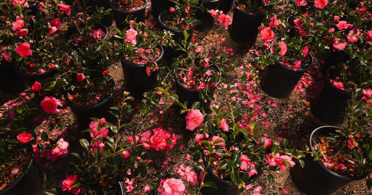 Famed camellia grower Nuccio's Nurseries is closing, but when