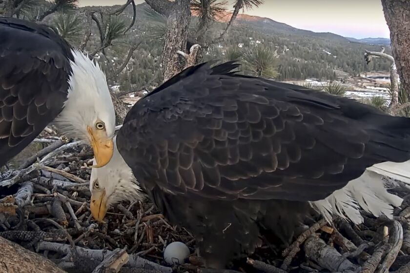 In this Saturday, Jan. 9, 2021, image from a live camera released by Friends of Big Bear Valley shows a couple of bald eagles Shadow, left, and Jackie nestling in the San Bernardino National Forest near the mountain community of Big Bear Lake, Calif. The group Friends of Big Bear Valley says the egg is expected to hatch around Valentine's Day. More than 1,800 people were viewing the video feed Sunday. A previous egg laid last week by Jackie was lost after it was attacked by ravens. (Friends of Big Bear Valley via AP)