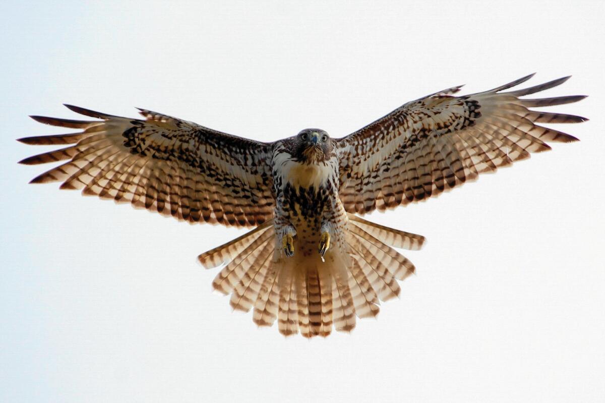 Incoming! Bird-watchers atop the Ace Hotel on May 7 will hope to sight a red-tailed hawk.