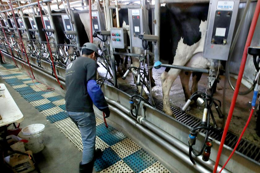 LASKEVIEW, C ALIF. - AUG. 31, 2022. Cows are milked at Mavro Holsteins dairy farm in Lakeview, Calif. The state has a goal of reducing methane emissions from the dairy industry by 40 percent by 2030. (Luis Sinco / Los Angeles Times)