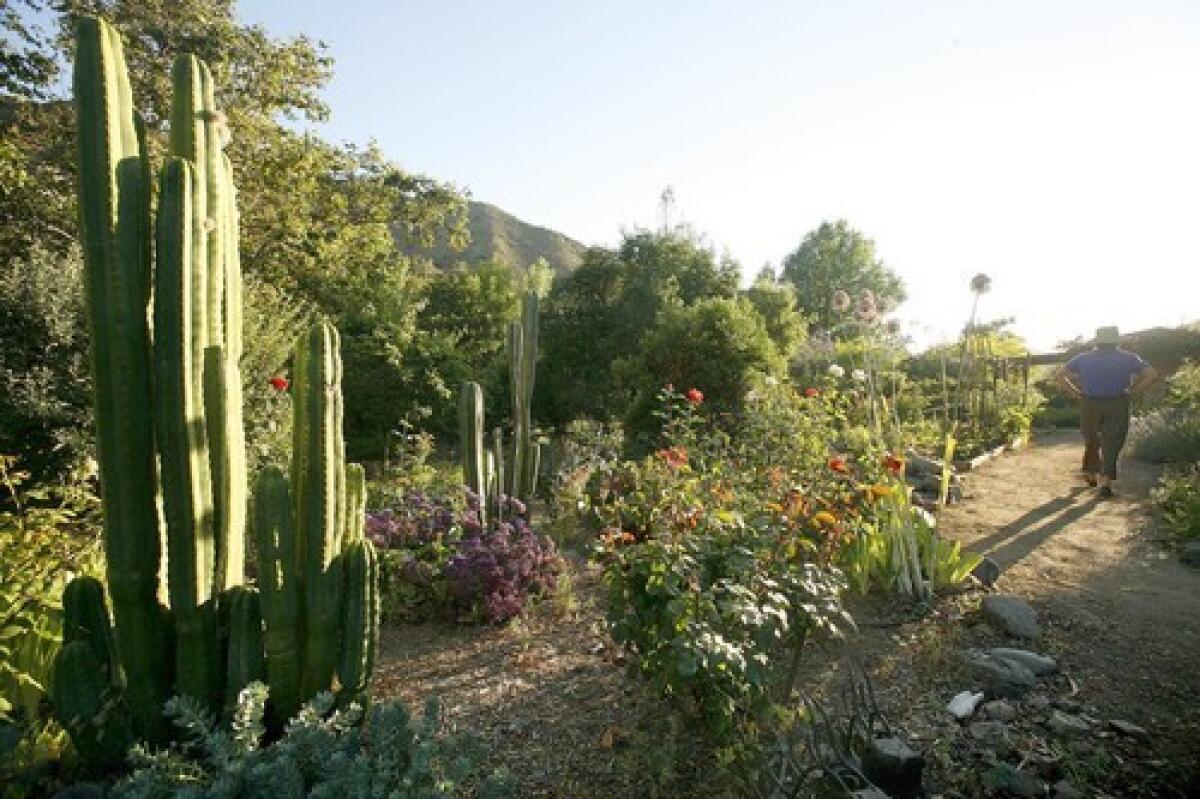 RUGGED SPLENDOR: The Sarkissians' backyard reflects its Modjeska Canyon habitat, with hardy, starkly beautiful plants fed, in part, by a water-harvesting system.