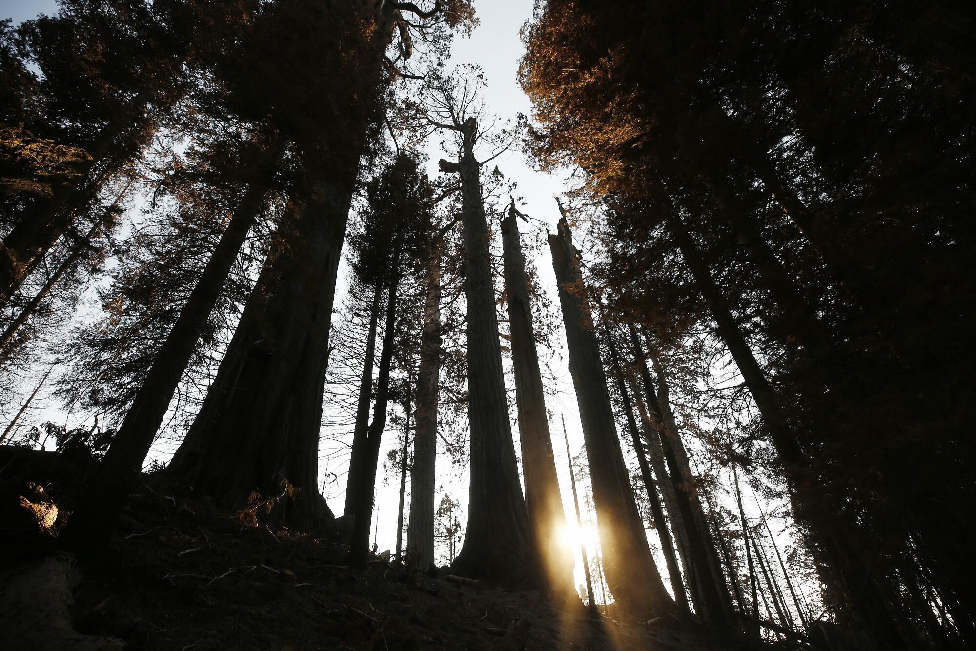 Sunlight shines through a stand of several sequoias