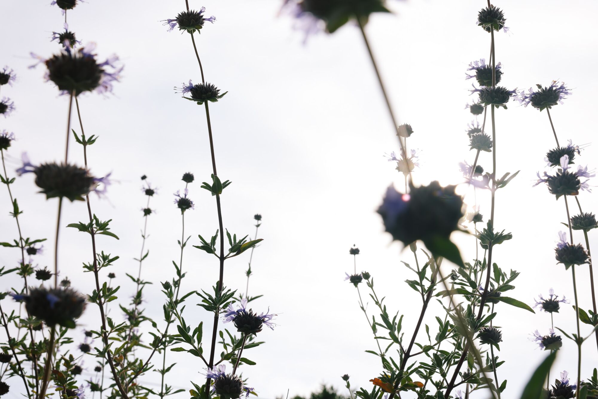 Pozo Blue Sage grows at Brian Bautista's home.