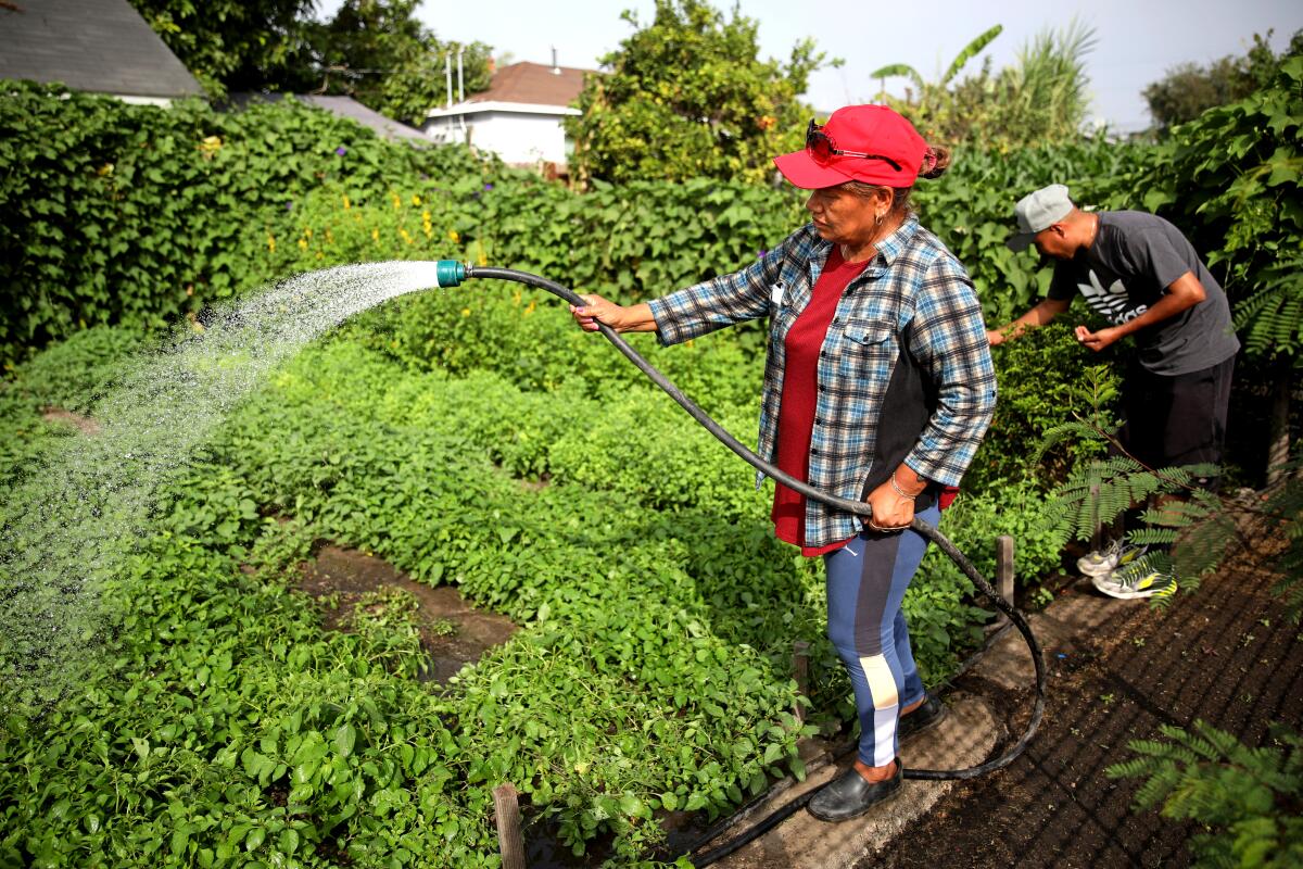 A woman in a red hat waters plants at a community garden while her husband tends to a plant. 