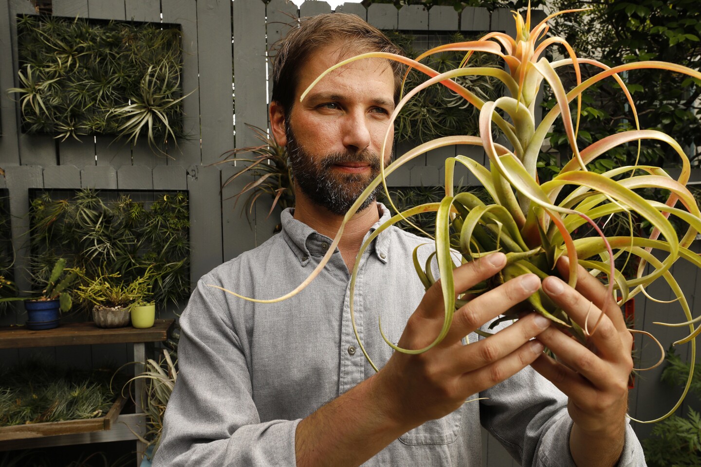Rosen, a landscape architect in Mar Vista, founded Airplantman to explore creative alternatives to the typical glass cages and pieces of driftwood used for displaying them. Here's a closer look at some of his favorite airplants: