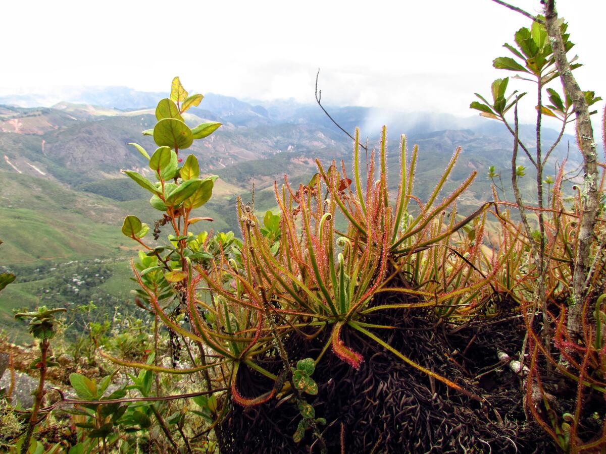 The carniverous giant sundew with other plants in Brazil. (Paulo M. Gonella)