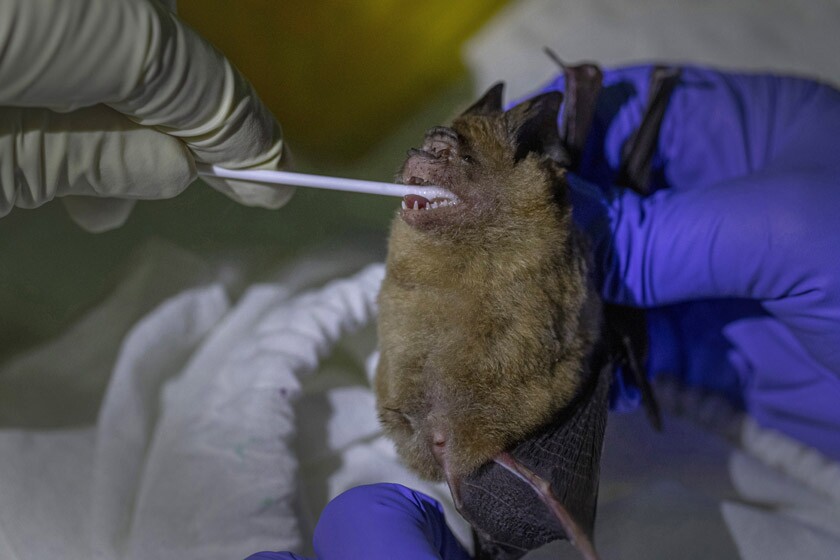 Closeup of a bat with tiny, sharp teeth and a long swab in its mouth.
