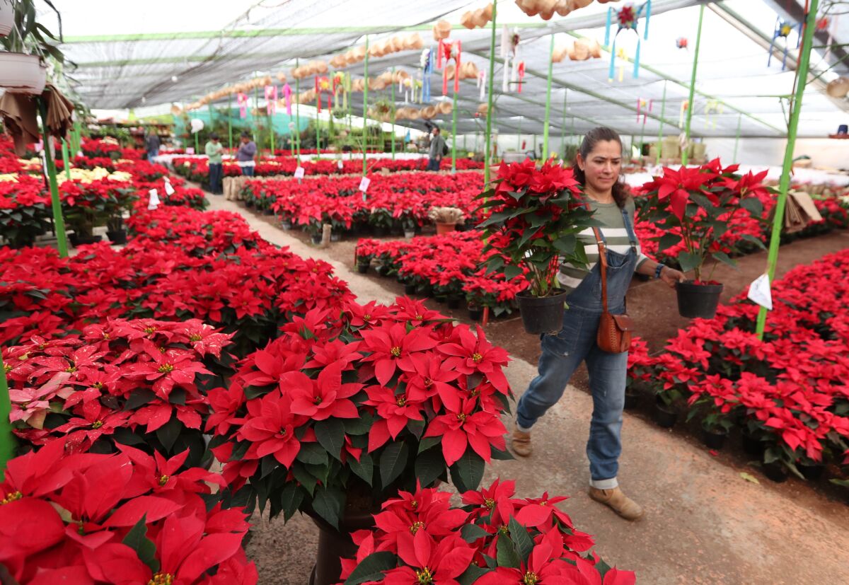 La flor de Nochebuena, un símbolo de identidad de la Navidad mexicana - San  Diego Union-Tribune en Español