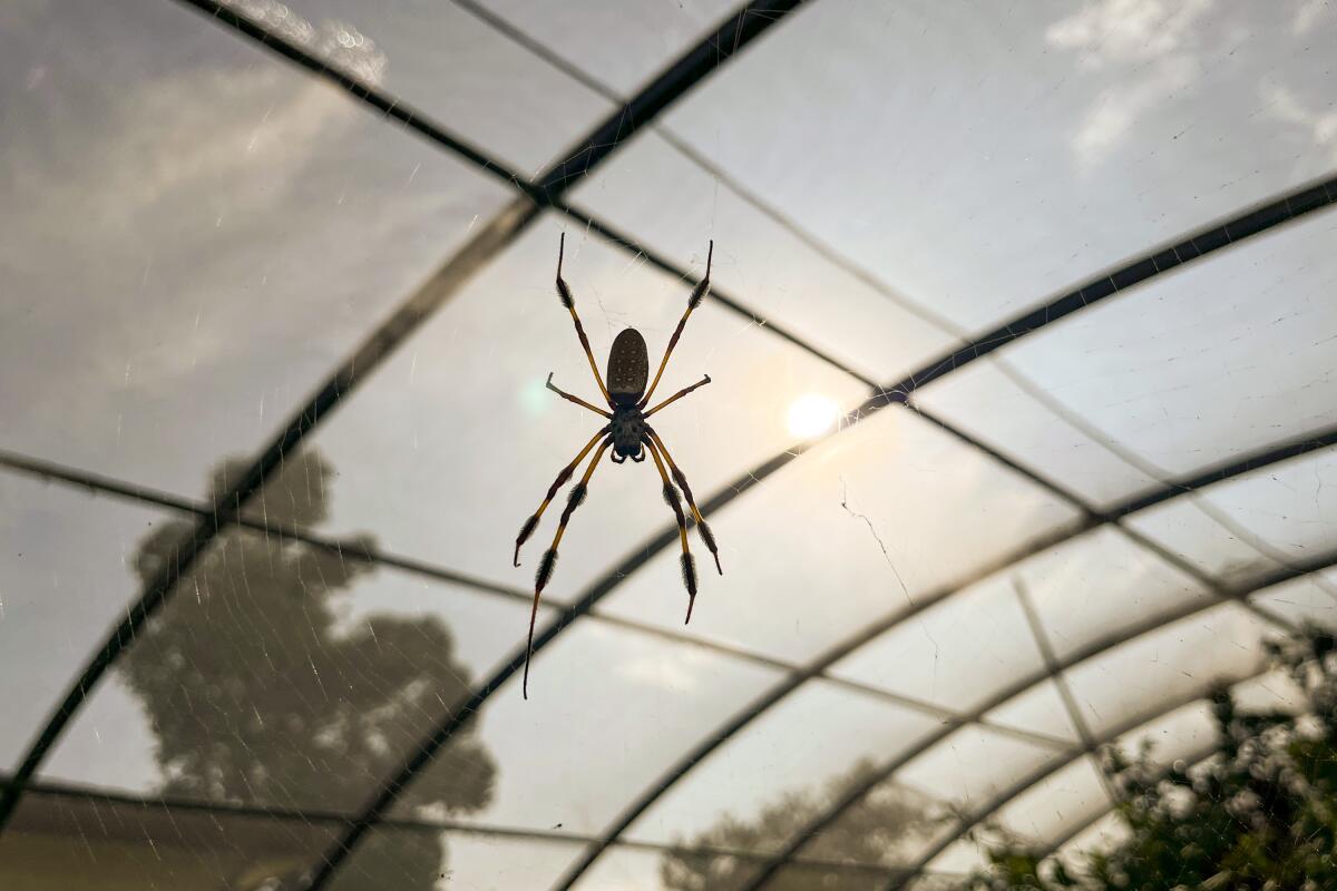 A photograph of a spider hanging upside down inside the Spider Pavilion.