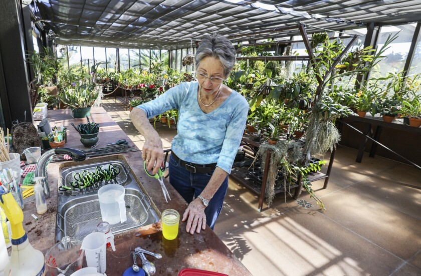 Halliday sanitizes the collection of scissors used to trim her orchids, to prevent the spread of infestations and viruses.