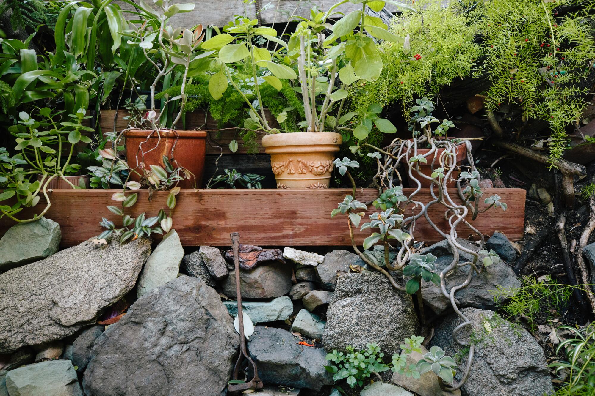 Plants galore at Ernest Rosenthal's home.
