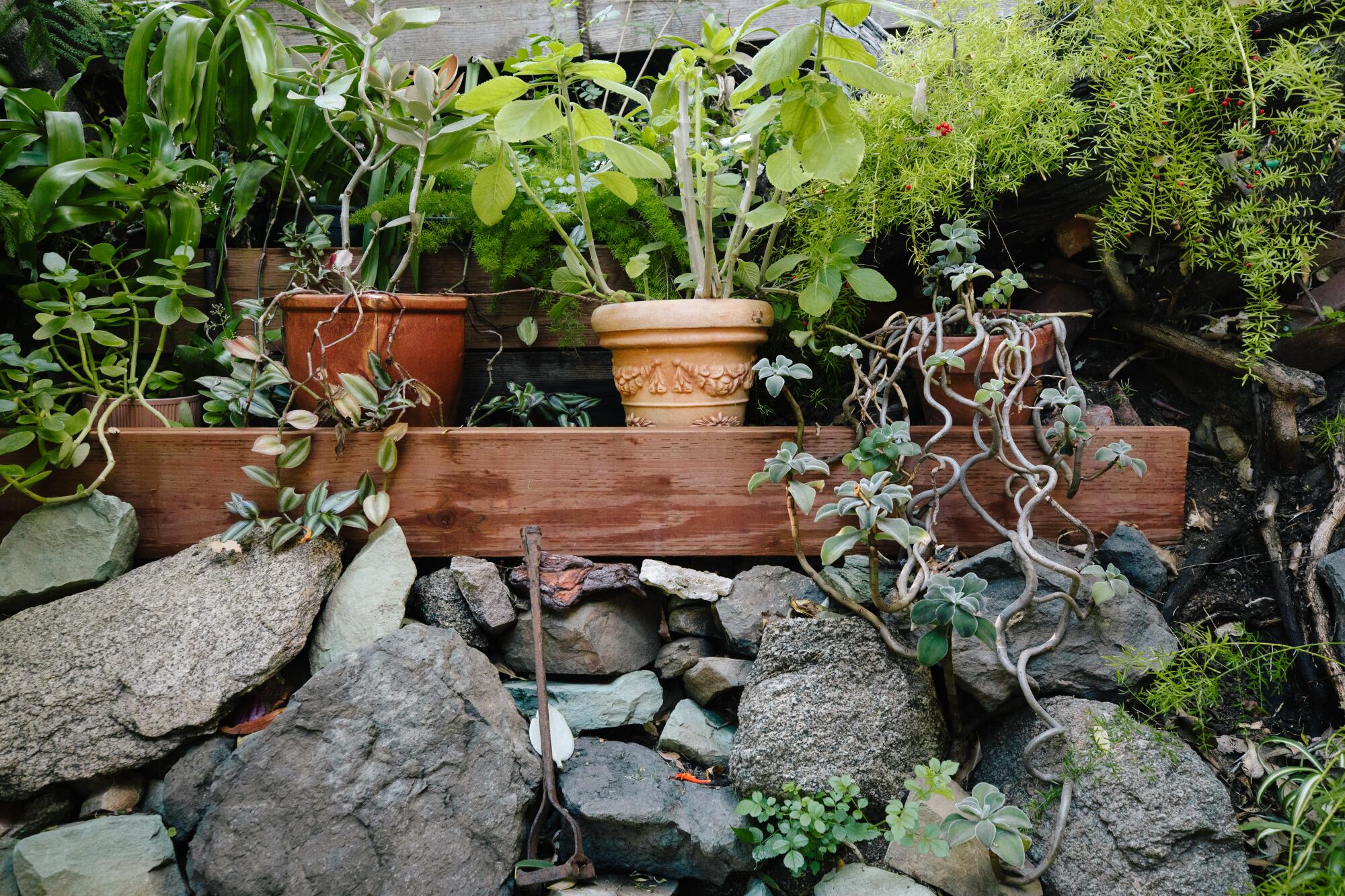 Plants galore at Ernest Rosenthal's home. 