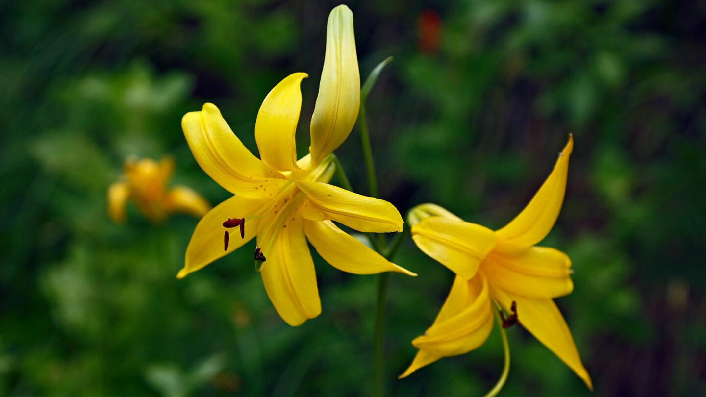 Lemon lilies blossom along the Burkhart Trail in the Angeles National Forest, which begins at Buckhorn Campground.