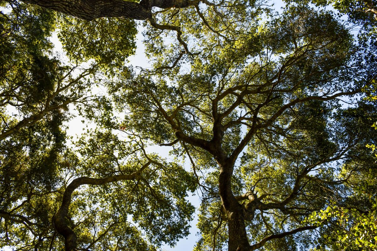 A canopy of oak trees, seen from a Sycamore Mineral Springs hot tub.