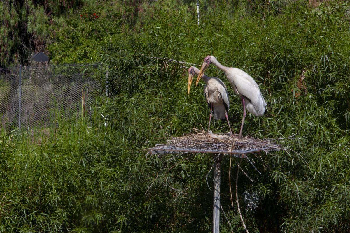 Milky storks tend to their newly hatched chicks in a nest on a raised platform.
