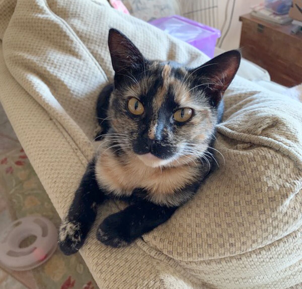 Willow the Wonder Kitty—so nicknamed because she was born with only one kidney and one ovary—is hoping that the stay-at-home orders will give someone time to consider adopting her.