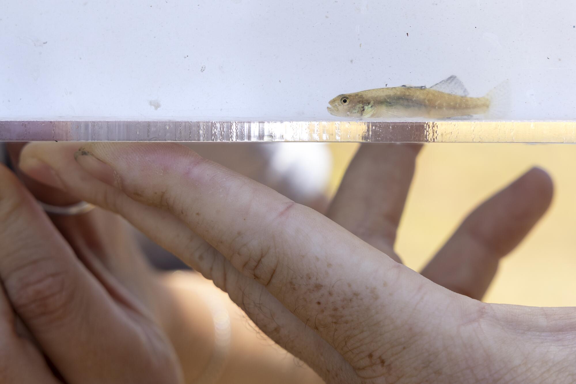 One of the northern tidewater gobies released at Topanga Lagoon on June 17.