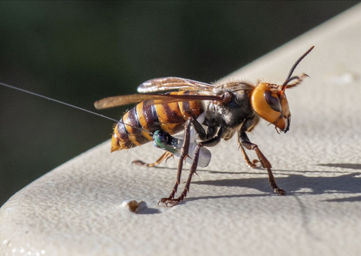 An Asian giant hornet with a tracking device near Blaine, Wash.