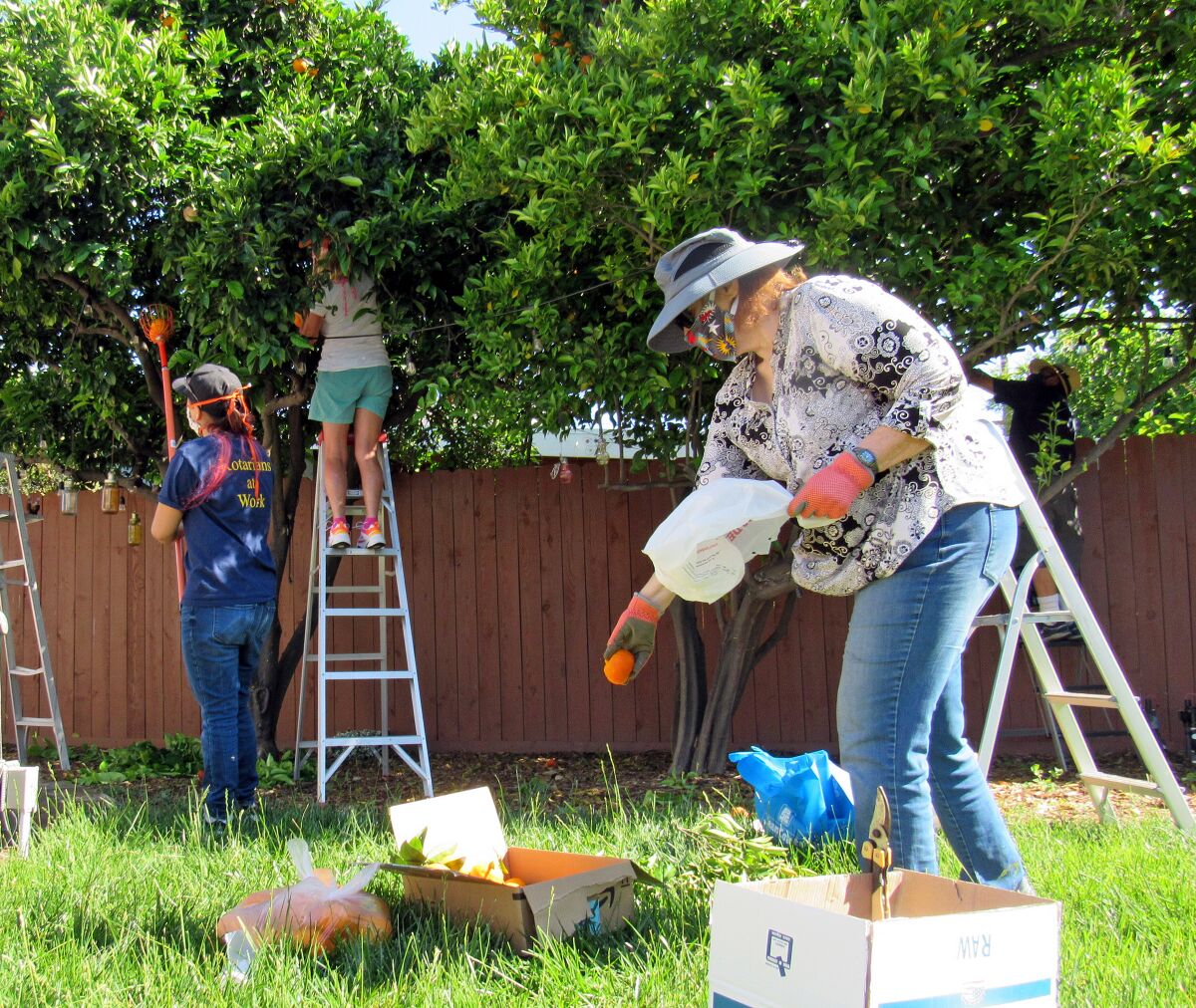 La Mesa Rotary Club members pick oranges recently in the backyard of a home in the San Carlos area.