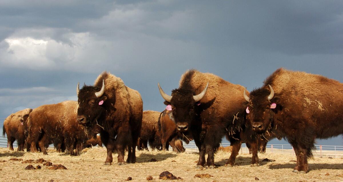 A herd of bison roam on the Fort Peck Reservation near Poplar, Mont., in 2012.