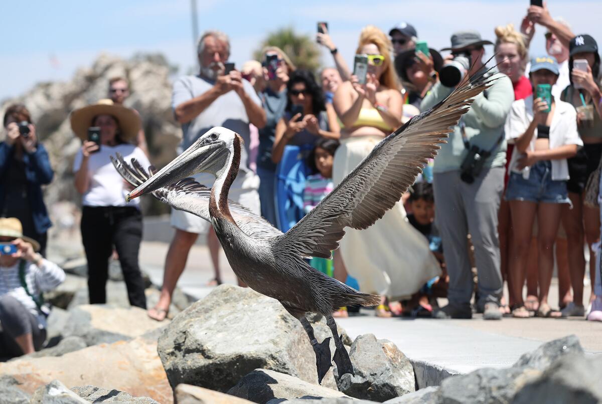 A brown pelican is photographed by beachgoers as it takes flight.