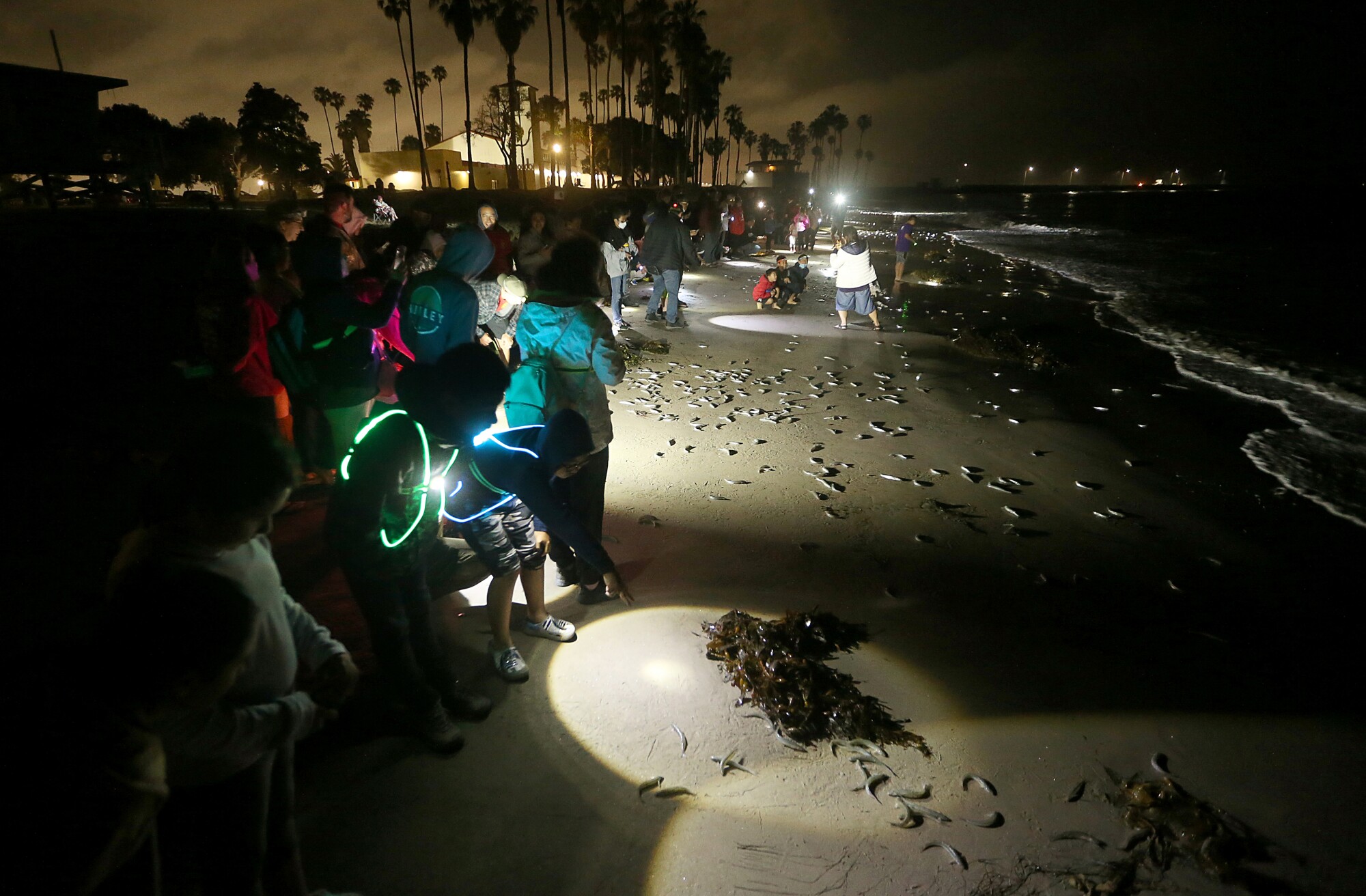People light up with flashlights on the grunion.