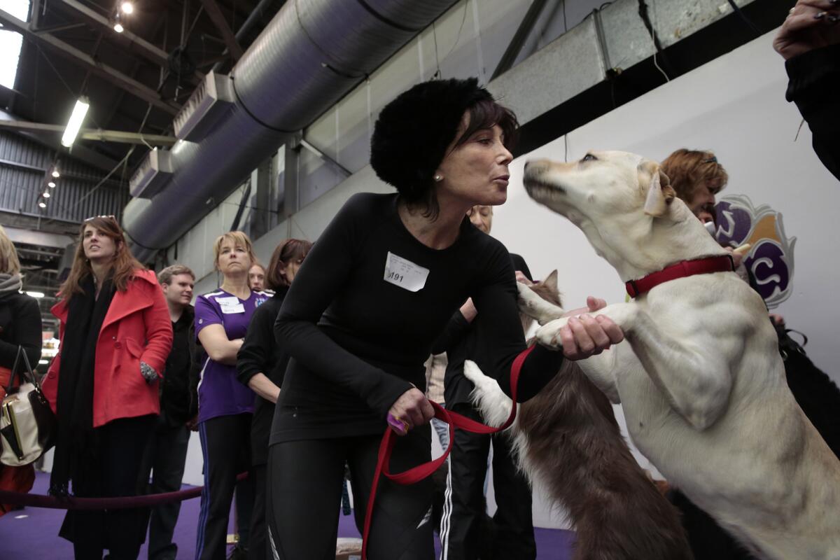 Colleen Copelan of Camarillo, Calif., and her dog, Lacey, competed Saturday in the agility competition at the Westminster Kennel Club dog show in New York.