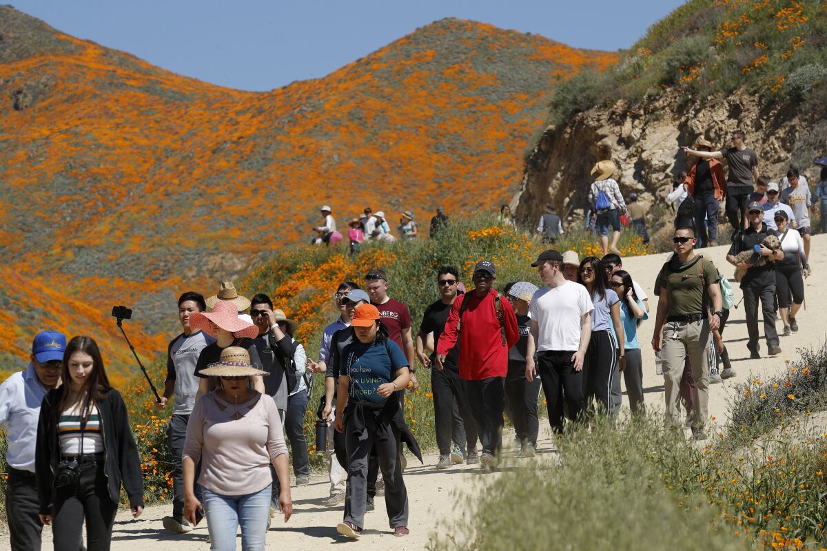 FILE - In this March 18, 2019 file photo people walk among wildflowers in bloom in Lake Elsinore, Calif. Southern California's dry winter isn't good for wildflowers and that's OK with officials in the city of Lake Elsinore where last spring's "superbloom" of poppies drew huge crowds. (AP Photo/Gregory Bull,File)