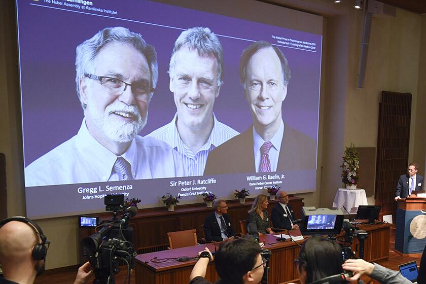 Nobel Prize-winning scientists are projected on a screen during a news conference in Stockholm on Monday. They are, from left on the screen, Gregg L. Semenza, Peter J. Ratcliffe and William G. Kaelin Jr.