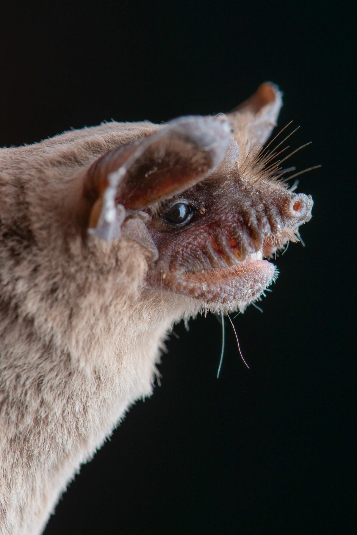 A Mexican free-tailed bat in profile.