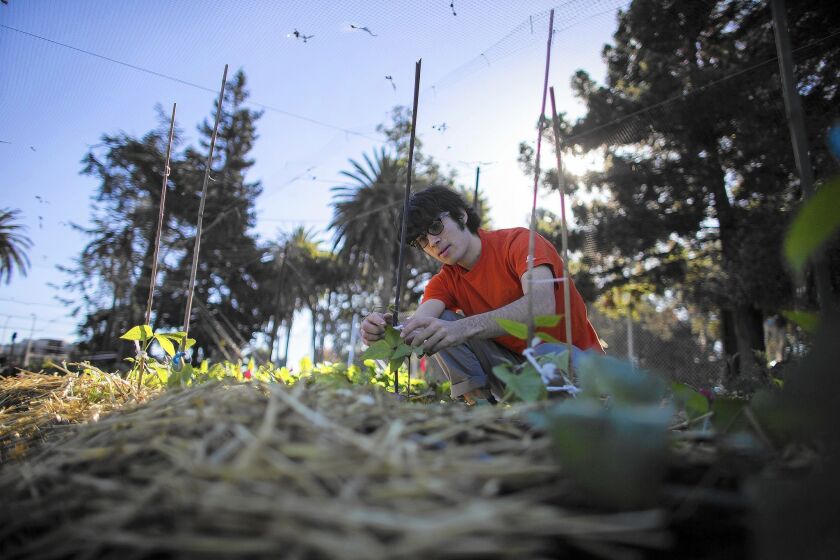 UC Berkeley student Charlie James tends to bean plants in the university's community garden. The business major has also enrolled in a newly established academic minor in food systems.