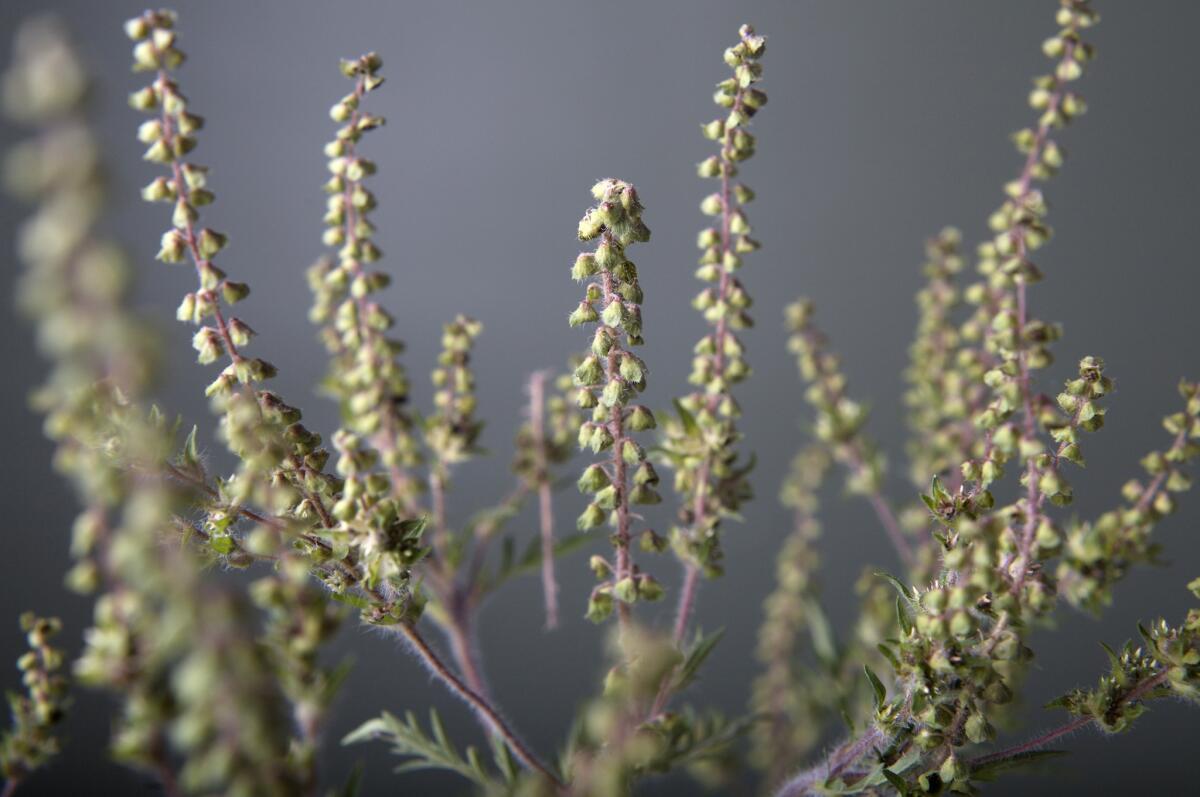 Ragweed is one of the more notorious plants for producing allergy-triggering pollen.
