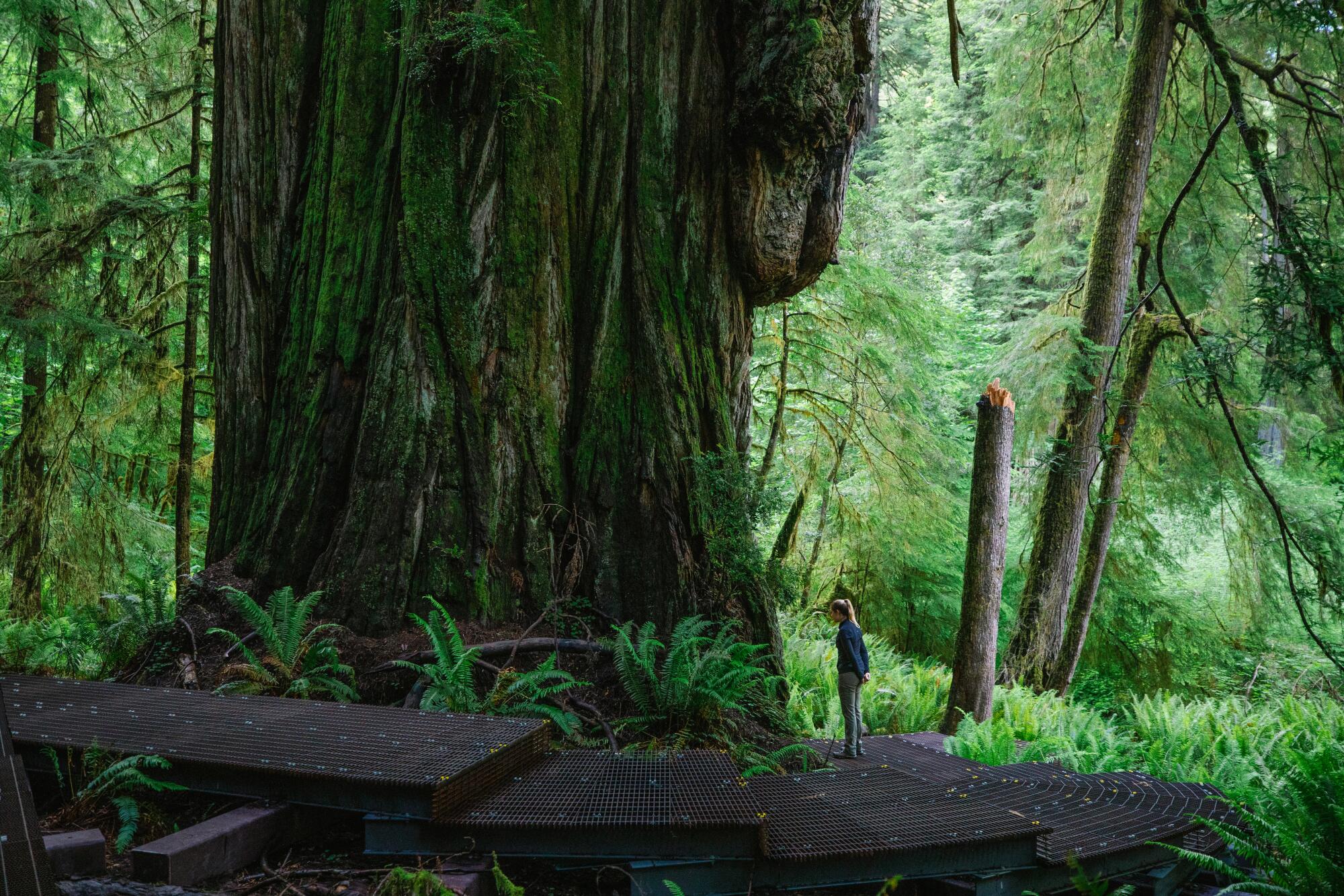 A person looks tiny standing next to a giant redwood in a forest.