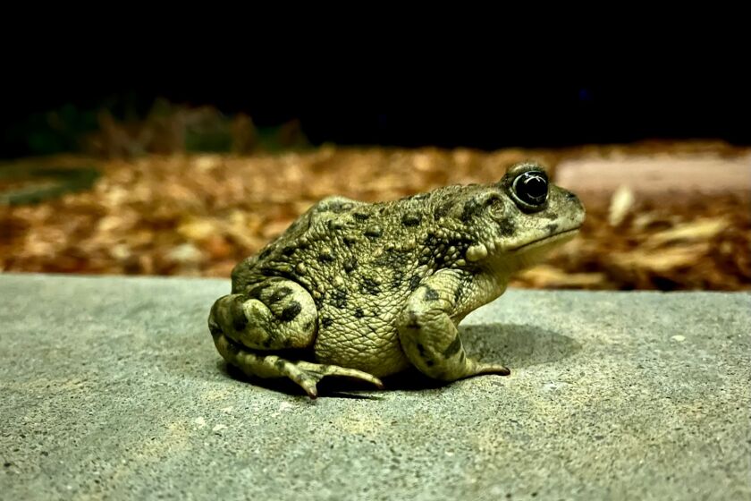 Susan Franz sent this photo of the "toadally cool guy" who shows up on her porch to soak in a water bowl she puts out.