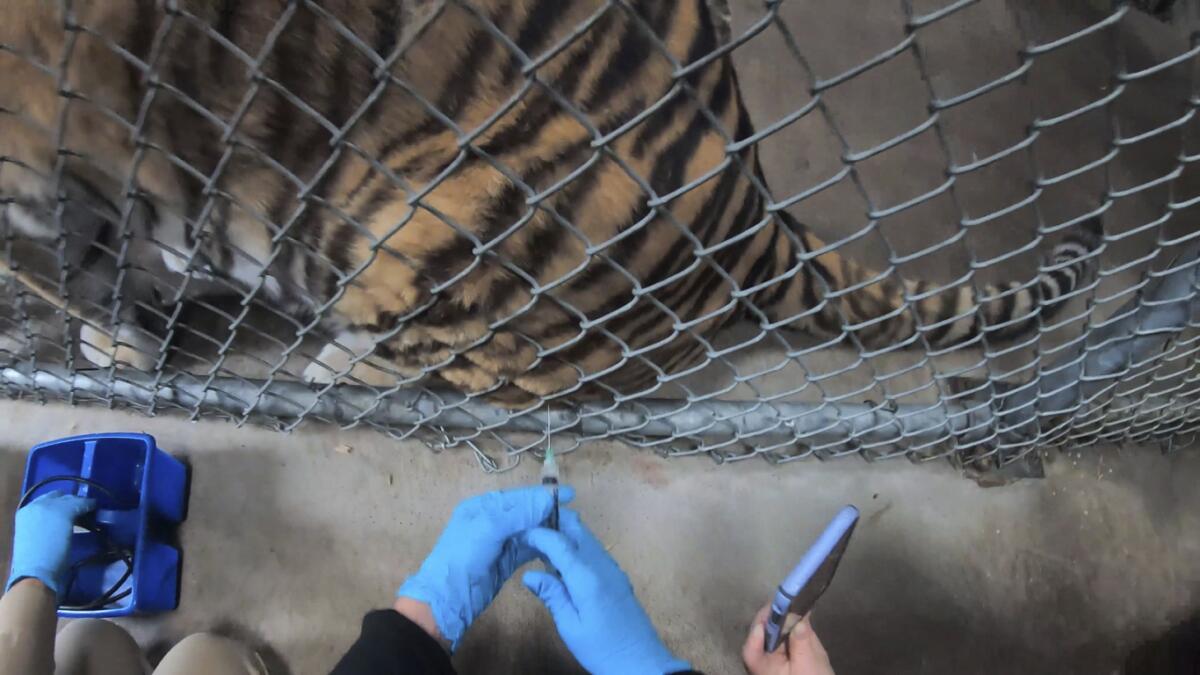 Tiger receiving COVID-19 vaccination