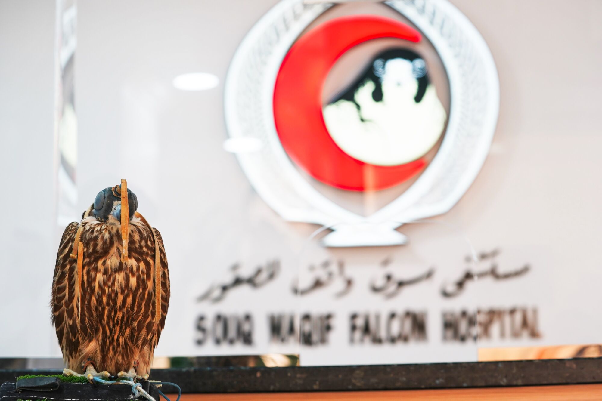 Un falco pellegrino attende una procedura al Souq Waqif Falcon Hospital.