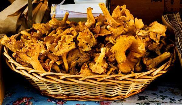 Chanterelle mushrooms