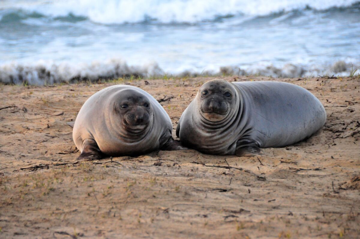 Two weanling elephant seal pups lie on beach at Año Nuevo